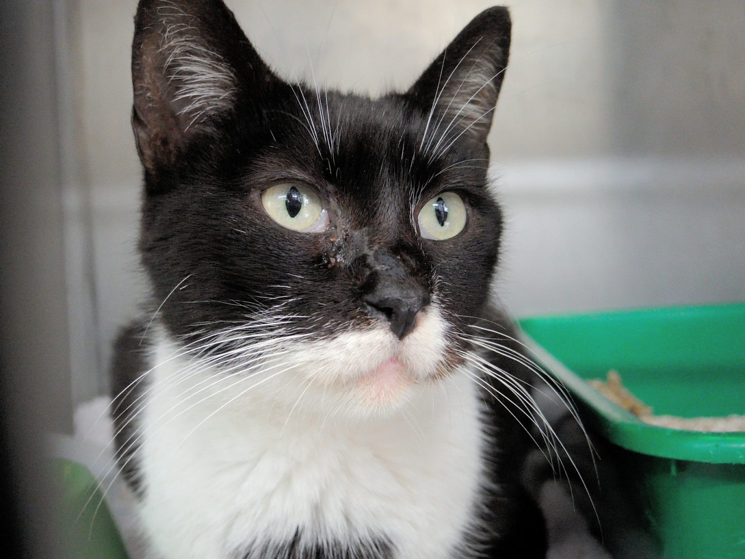 Adopta a un gato de felinos bilbao sociedad protectora de animales de